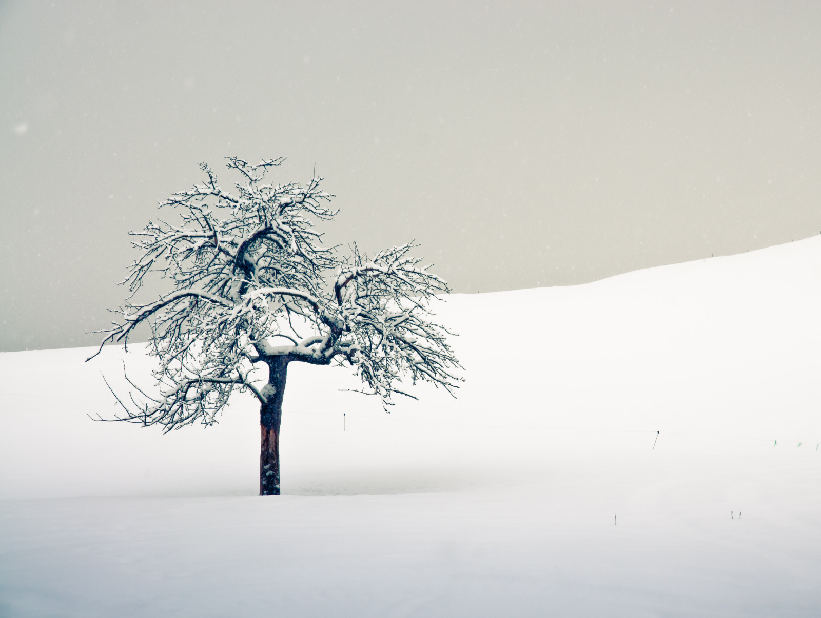 zima, sníh, Studený, strom, Rakousko, Osterreich, osamělý, melancholie, Leoben, Kalvarienberg, sigma1770, sonyalpha700
