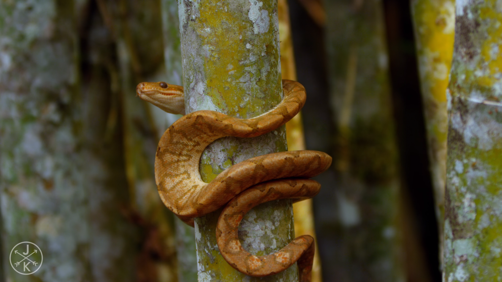 les, zvěř, Příroda, Červené, had, zelená, žlutý, Volně žijících živočichů, obojživelník, mravenci, plazi, had, strom, list, květ, plaz, fauna, zblízka, makro fotografie, zmenšen plazů