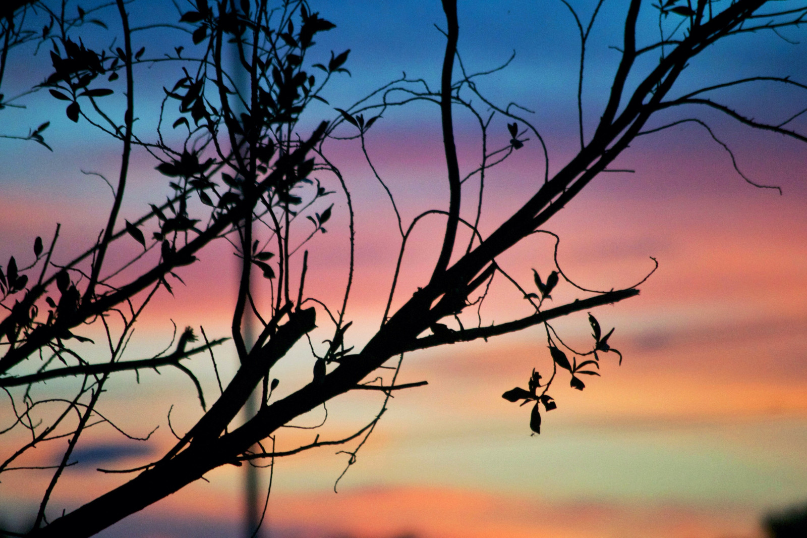 život, růžový, modrý, stromy, západ slunce, Červené, nebe, oranžový, slunce, barva, barvy, Krásná, krása, listy, silueta, list, Nikon, barvitý, větev, nebe, Florida, větve, Dospívající, Deprese, nikond3100