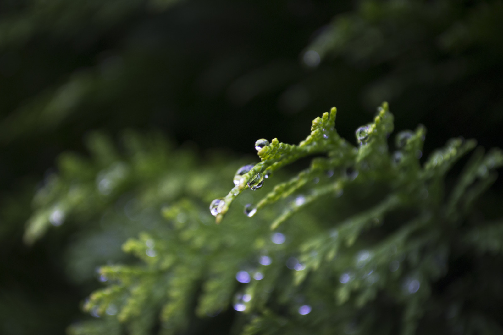 Bakgrundsbilder : växter, grön 4608x3072 - KerJoHD - 1176153 ...