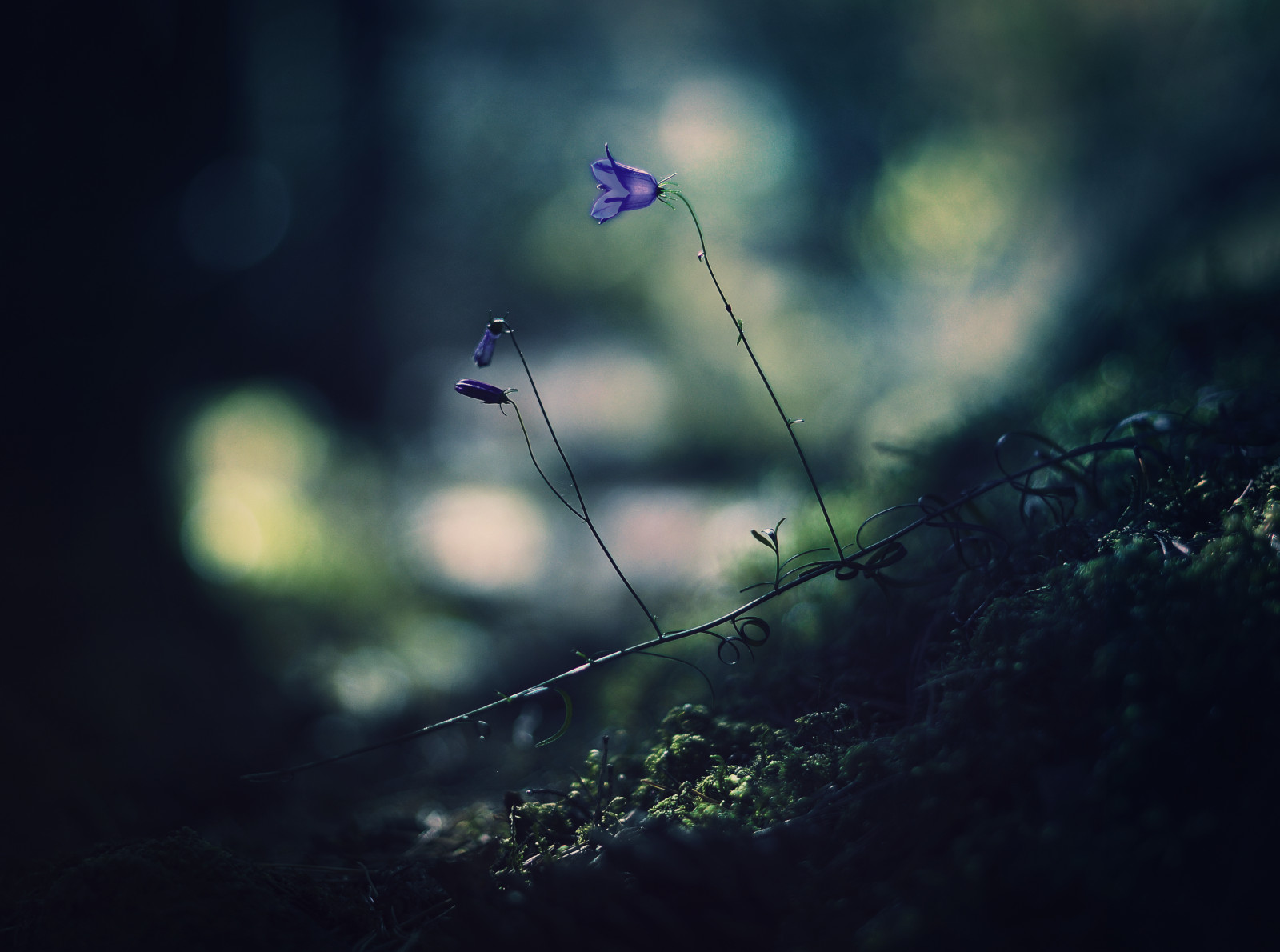 flower, nature, forest, 50mm, Sweden, bokeh, bluebell