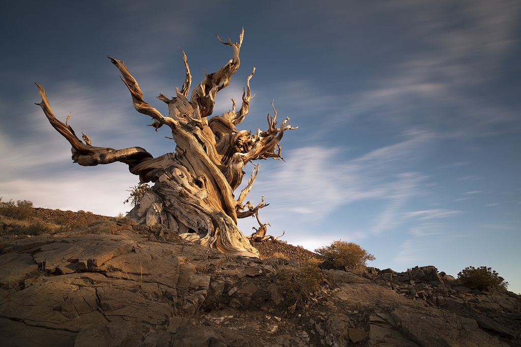 krajina, bílý, hory, starý, starověký, Skála, Příroda, nebe, venku, mraky, dřevo, větev, Kalifornie, národní park, Spojené státy americké, říjen, Formace, dlouho, expozice, mrak, strom, rostlina, přírodní, nás, ca, borovice, sukovitý, geologie, dřevina, joe, badlands, křoviny, ganster, ekoregion, bristlecone, stock photography