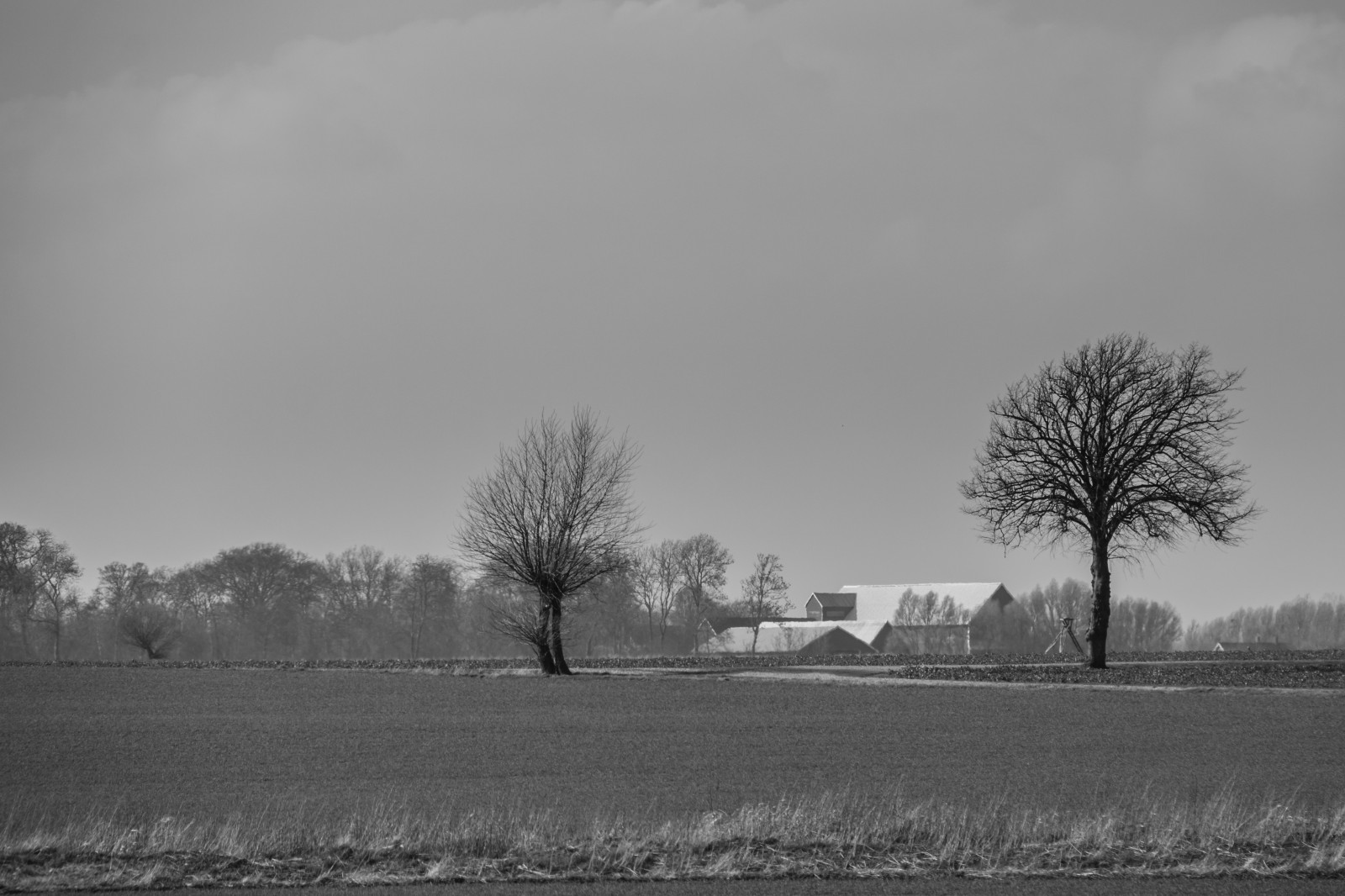 landskab, hvid, monokrom, sne, vinter, morgen, tåge, frost, Fryser, sort og hvid, Sky, træ, vejr, daggry, sæson, bw, tr d, landskabet, svartvitt, landsbygd, s dersl tt, landskap, landdistrikt, atmosfærisk fænomen, sort og hvid, monokrom fotografering, vedplante