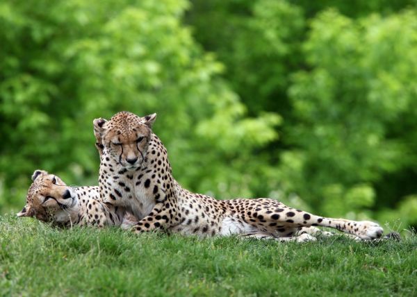 couple, grass, predators, lie, cheetahs