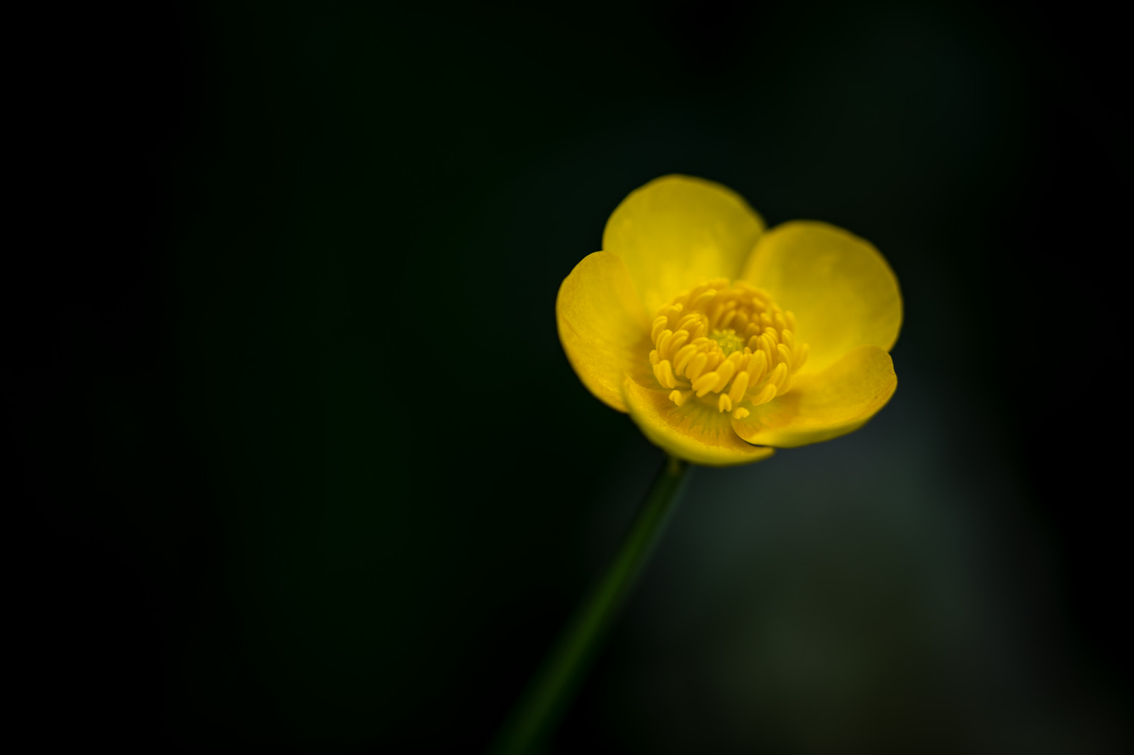 macro, sexy, ARTE, amore, natura, notte, Virginia, primavera, stati Uniti, Ranuncolo, belle Arti, natur, assolo, passione, arrestato, macro, Virginia Beach, lipoma, kunstwelt, photosophie, giesea, lipom, crowdmedia, drachenfanger, ilobsterit, andreasmgiesea, darchenfanger