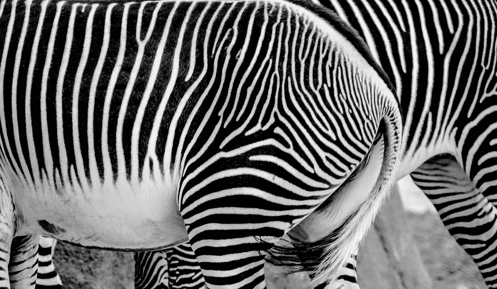 Volně žijících živočichů, zebra, bílý, Černá, Černý a bílý, monochromatické fotografování, savec, fauna, terrestrial animal, fotografování, kůň jako savci, černobílý, zblízka, organismus, vzor, čenich, quagga, stock photography