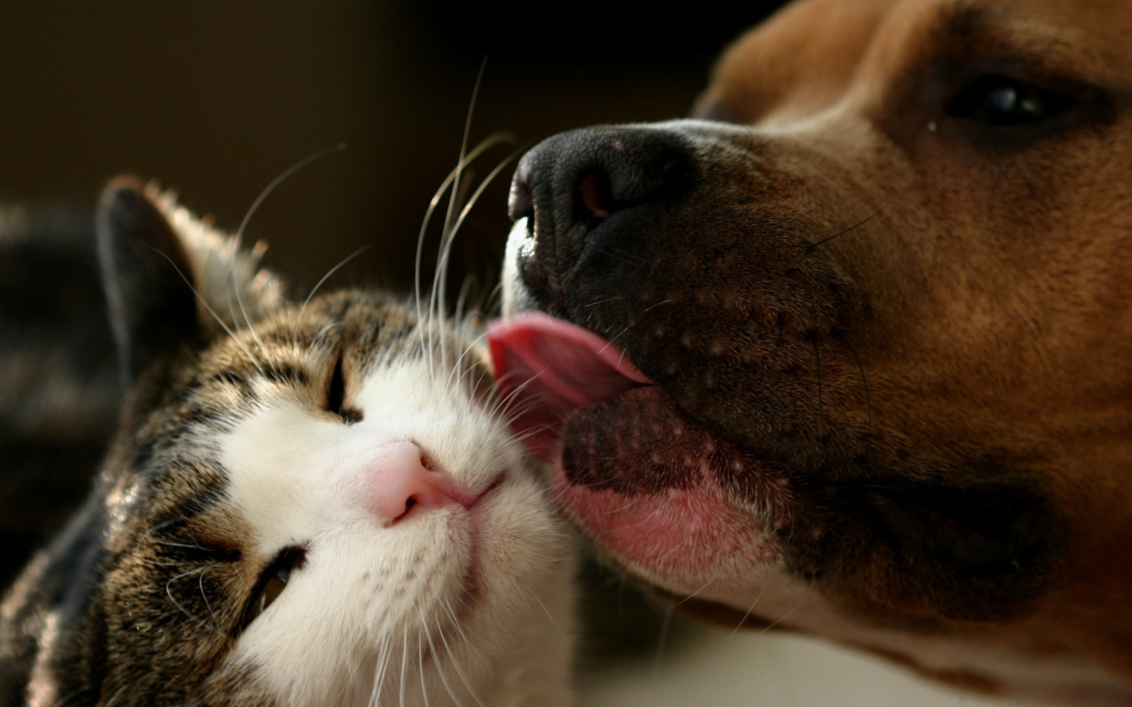 Wallpaper nose, whiskers, tongue, close up, cat like mammal, snout