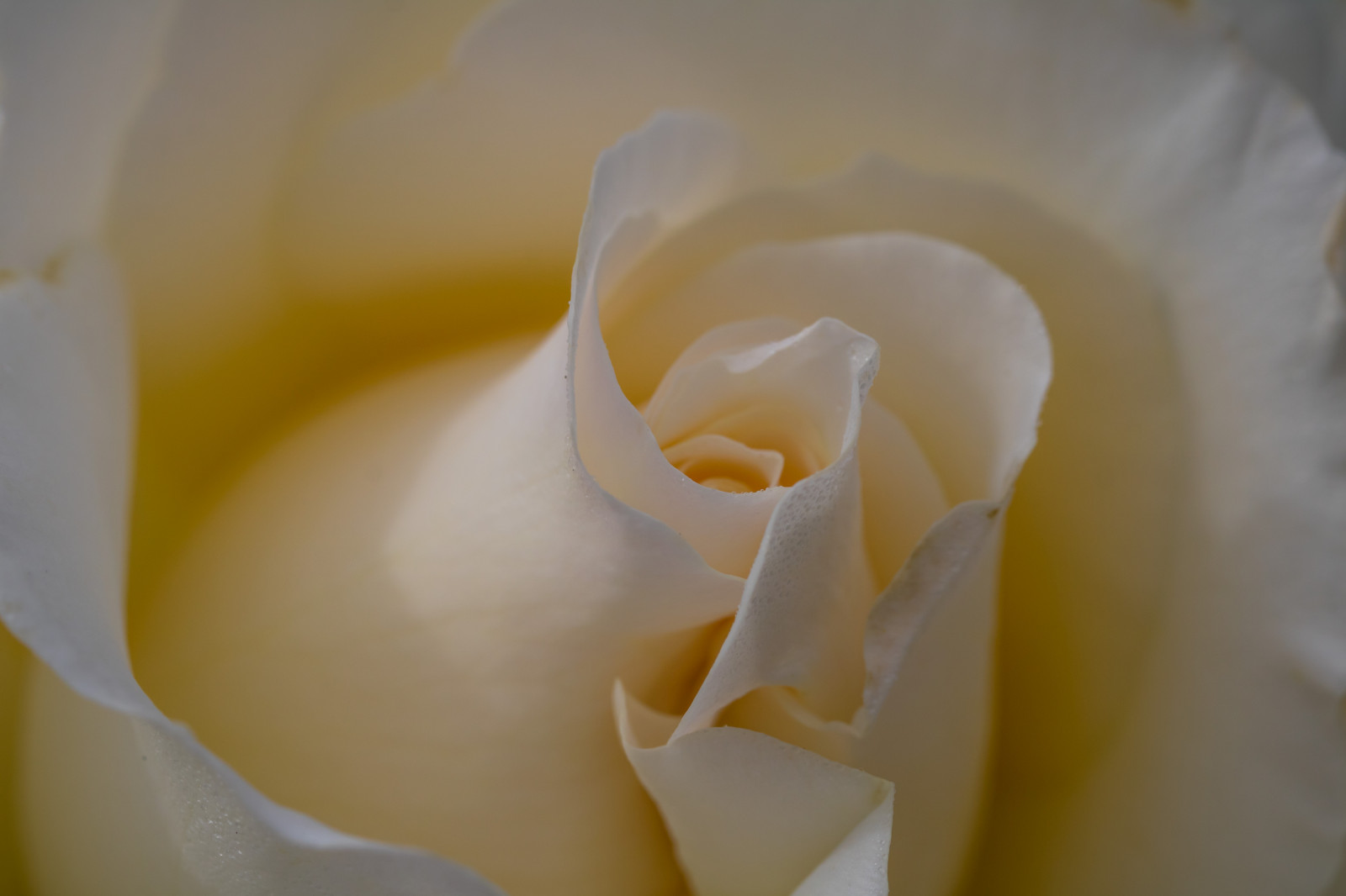 bílý, fotografování, makro, žlutý, růže, Ros, květ, rostlina, flóra, Blomma, makro, exif modelu canoneos760d, geocountry, Kamera aby kánon, geocity, Model fotoaparátu canoneos760d, geostate, geolocation, exif aby kánon, EXIF isospeed 100, EXIF otvor 71, exif focallength 100mm, EXIF ef100mmf28lmacroisusm čočka, katrinetorp, katrinetorpslanderi, okvětní lístek, suchozemská rostlina, kvetoucí rostlina, zblízka, makro fotografie, zahradní růže, růže rodina