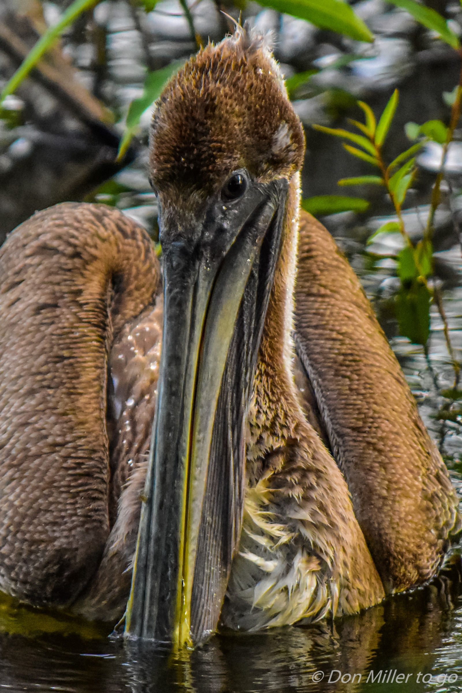 Wallpaper birds, animals, water, nature, outdoors, closeup, wildlife, Zoo, beak, Florida, bird