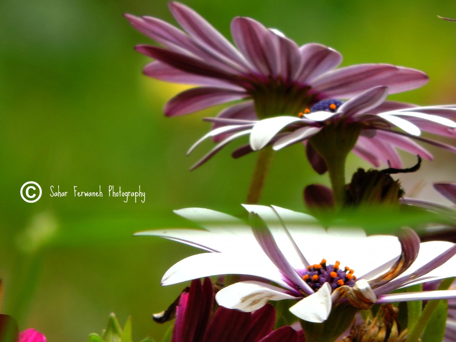 bílý, květiny, Příroda, zelená, Nikon, květ, jaro, bylina, Sedmikráska, flickr, květ, rostlina, flóra, pěkný, okvětní lístek, ngc, natureza, divoká rostlina, whiteflowers, flickrsawesomeblossoms, flickrclickx, nikontop, botanika, suchozemská rostlina, kvetoucí rostlina, zblízka, makro fotografie, daisy rodina, nektar