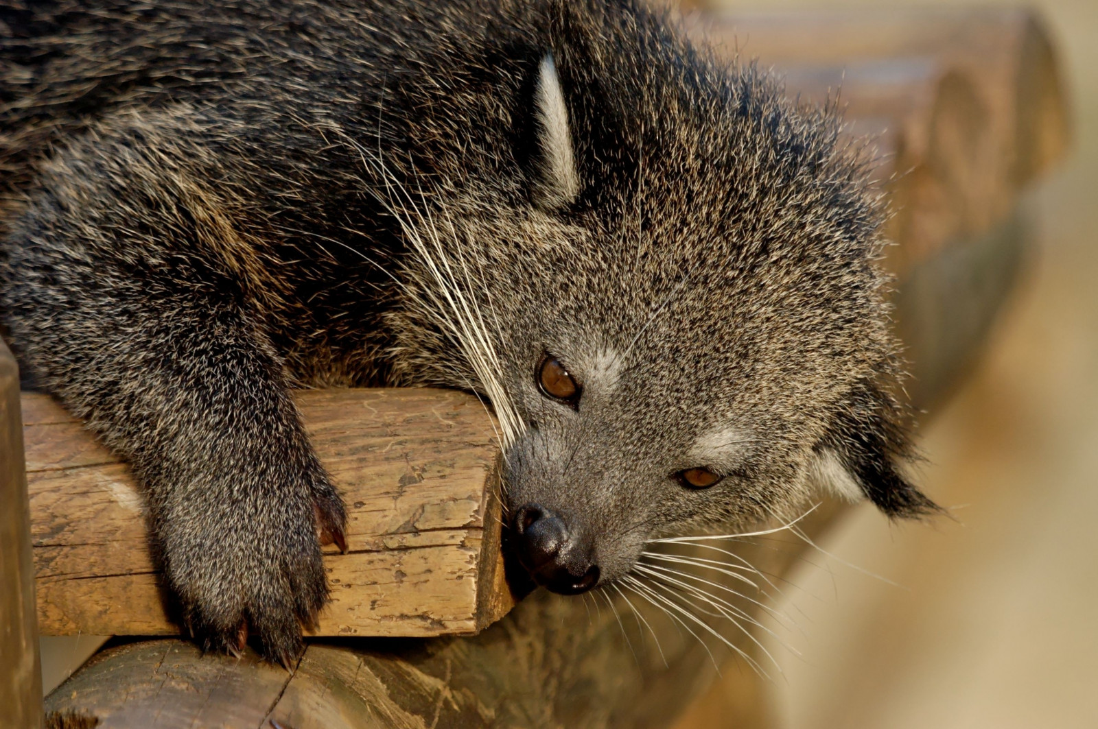 Binturong, นักล่า, ปากกระบอกปืน, กัด