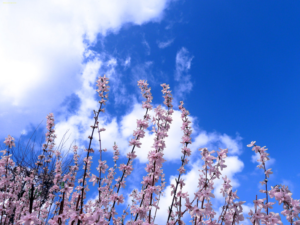 sollys, landskab, blomster, natur, himmel, vinter, skyer, afdeling, blå, frost, blomst, Europa, Fryser, paysage, Tusmørke, Sky, træ, blomst, plante, sæson, kosmos, cielo, himmel, natur, landskap, eng, ciel, nuages, fleur, fleurs, natura, paesaggio, Nuvole, paisage, atmosfære af jord, jord plante, CEU, paisagens, Wolke, Nuvem, Hemel, landshaft, nule, nuvoia, naturezo, hakahonu