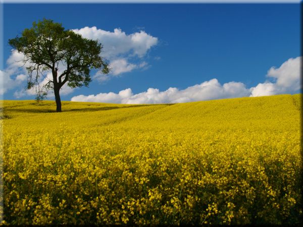 food, sky, field, Germany, horizon, yellow
