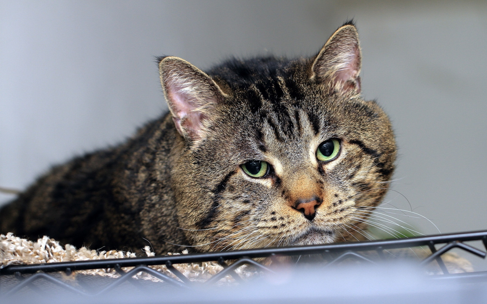 tvář, kočka, starý, smutek, kníry, lhát, divoká kočka, dívej se, kotě, Tlustý, fauna, savec, obratlovců, zblízka, kočka jako savci, malé až středně velké kočky, mourovatá kočka, domácí krátké vlasy kočka, Bengálsko, kočka cejlonská, Evropská krátkosrstá, skřítek bob, americká krátkosrstá