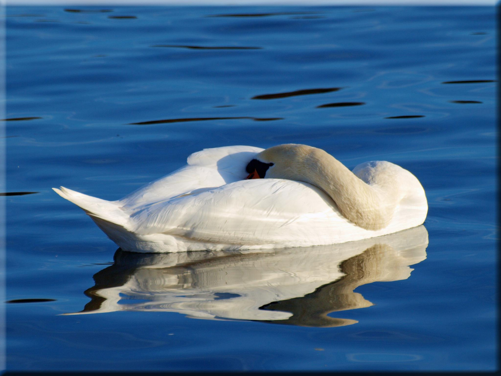 Wallpaper swan, water bird, ducks geese and swans, fauna, reflection