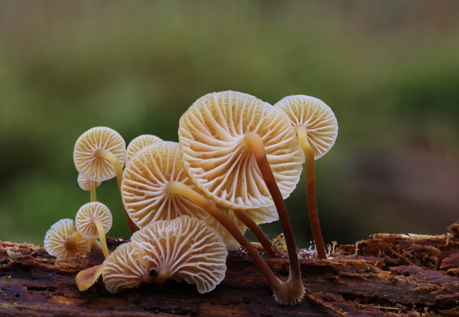 natur, udendørs, makro, svampe, kanon, Skov, Pilz