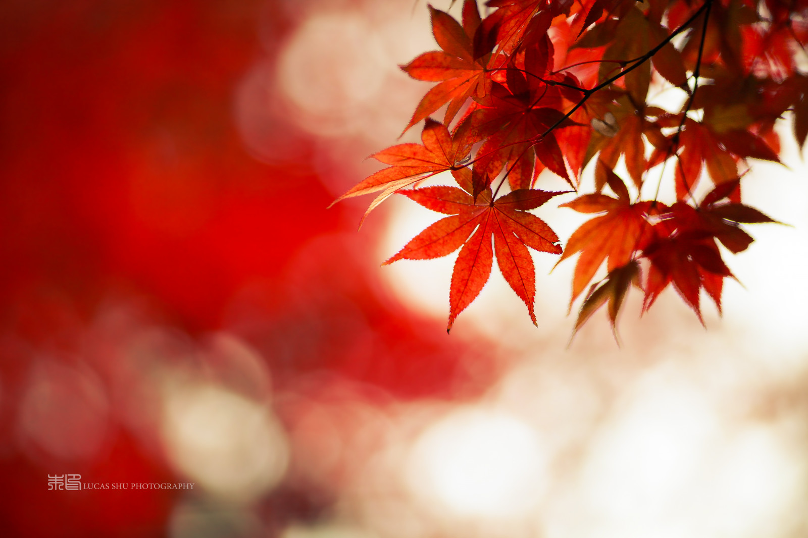 Japonsko, slunečnímu záření, Příroda, Červené, větev, bokeh, Osaka, barva, strom, podzim, list, květ, rostlina, sezóna, mygearandme, okvětní lístek, ruby10, ruby5, mygearandmepremium, mygearandmebronze, mygearandmesilver, mygearandmegold, abigfave, mygearandmeplatinum, mygearandmediamond, photographyforrecreationeliteclub, suchozemská rostlina, kvetoucí rostlina, dřevina, zblízka, makro fotografie, javor, zanechat, opustit, Javorový list, Momiji, mino