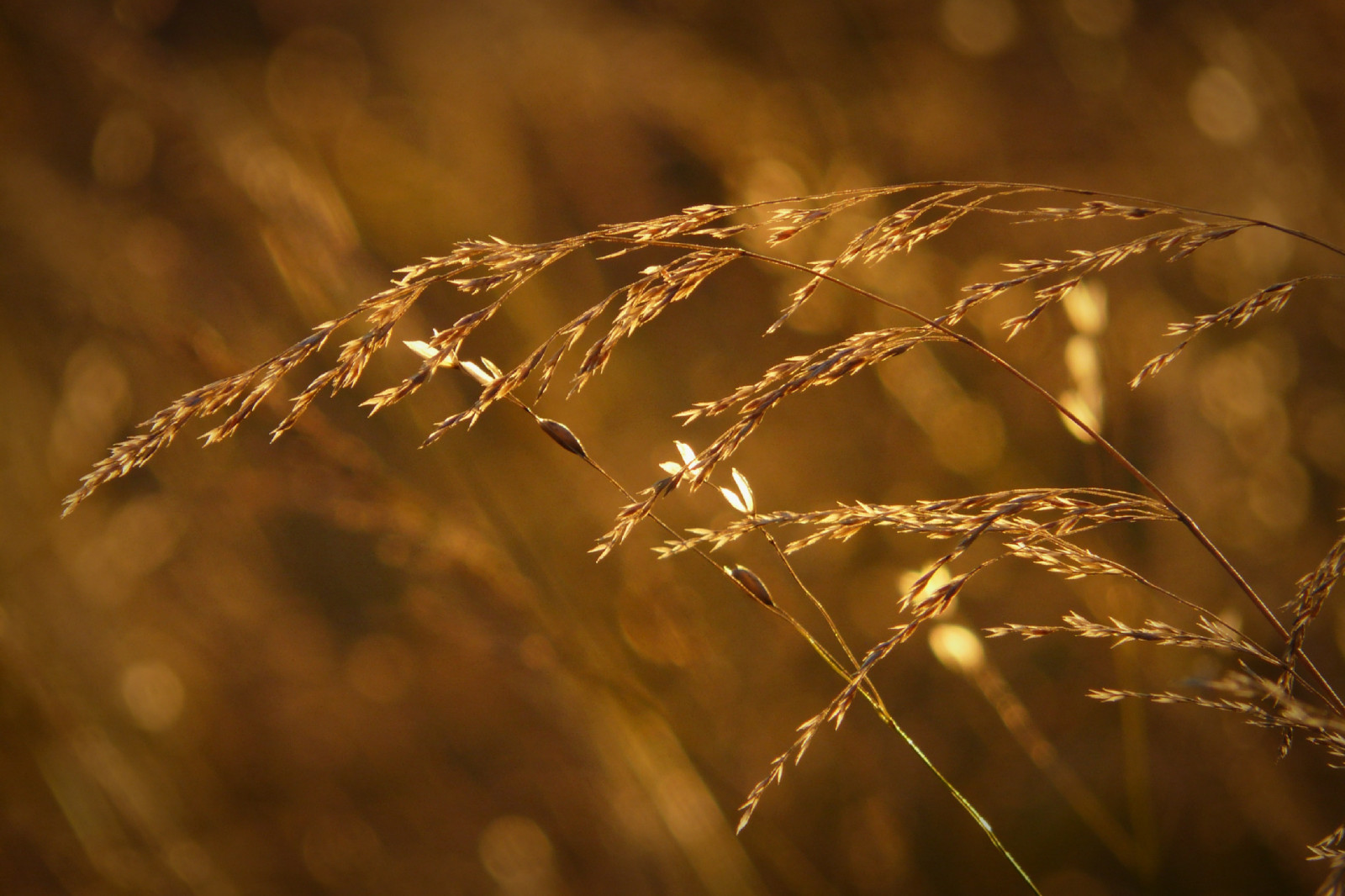 czphoto, Tjekkiet, natur, græs, bokeh, dOF, FV10, platinumheartaward, ruby5, ruby10, ruby15, ruby20