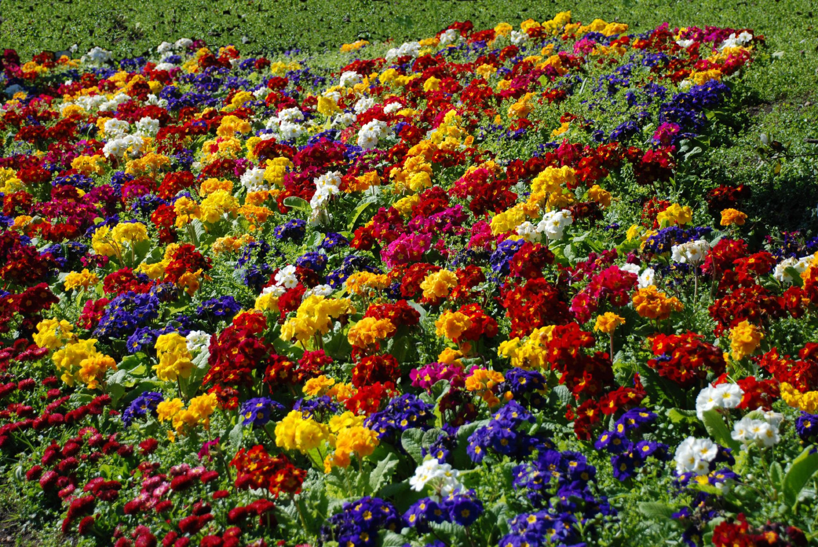 ดอกไม้, สวน, หญ้า, จอด, ฤดูใบไม้ผลิ, 2007, ดอกไม้, ปลูก, พืช, ทุ่งหญ้า, flickrplatinum, naturesfinest, abigfave, theperfectphotographer, theunforgettablepictures, ช่างภาพเพชร, blueribbonwinner, colorphotoaward, flickrsbest, ultimateshot, ดอกไม้ป่า, พืชดอก, ไม้พุ่ม, โรงงานประจำปี, สวนพฤกษศาสตร์, photostosmileabout, groundcover, หลายสี, beautybeholder, มันร้อน, ปริซึม, 1000colours