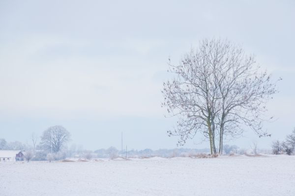 landscape,sky,winter,snow,branch,ice