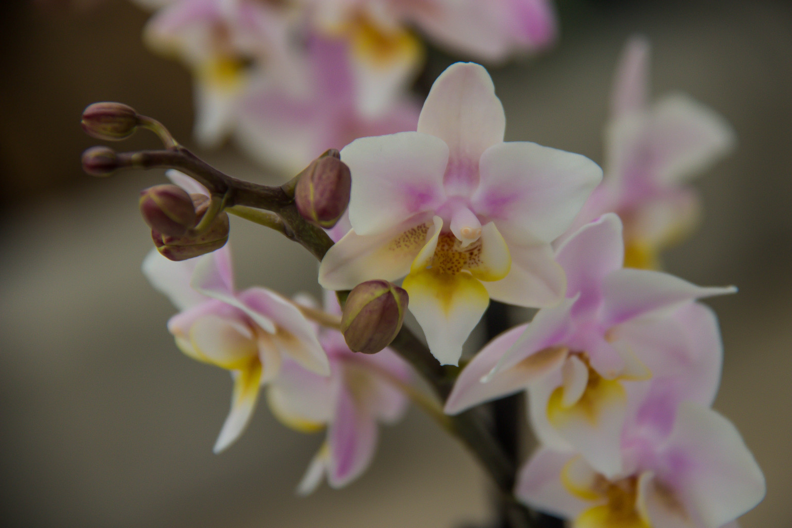 Wallpaper : blossom, pink, Cattleya, flower, flora, blomma, orkide