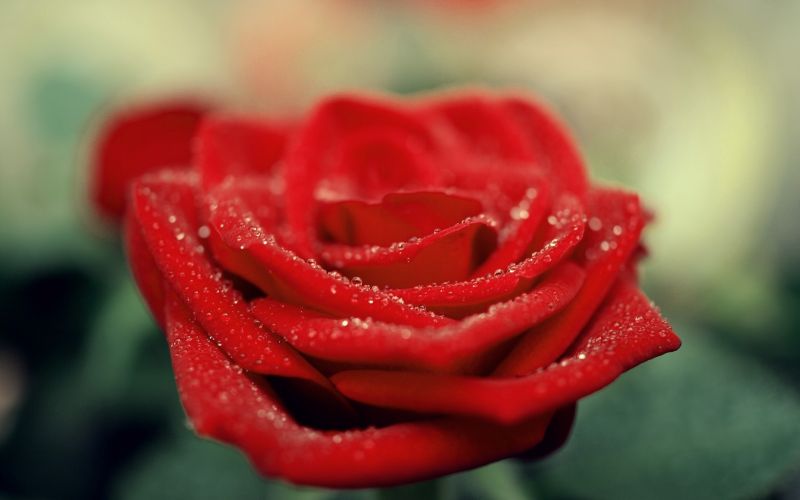 Červené, fotografování, Lístky, růže, růžový, rosa Červené, fotografování, Lístky, růže, růžový, rosa