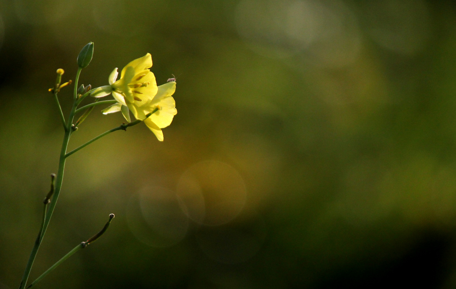 slunečnímu záření, Příroda, žlutý, ráno, bokeh, jaro, Spojené království, řepkového, podzim, květ, rostlina, flóra, okvětní lístek, řepka, divoká rostlina, kvetoucí, počítač tapeta, zblízka, makro fotografie, závod stonek, brassica, hořčice závod, brassica rapa, Napus