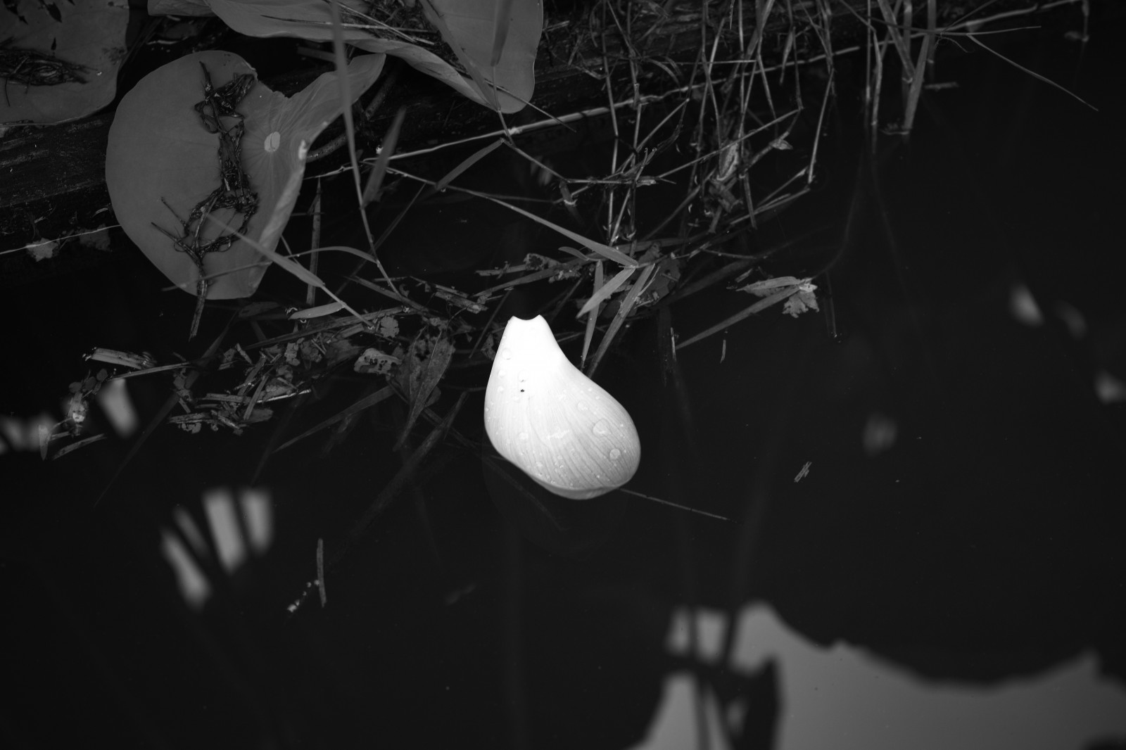 bílý, Černá, černobílý, stín, fotografování, Quattro, Tokio, světlo, květ, tma, Machida, yakushiike, sigma, dp, DP2, dp2quattro, dp2q, Černý a bílý, monochromatické fotografování, makro fotografie, zátiší fotografování