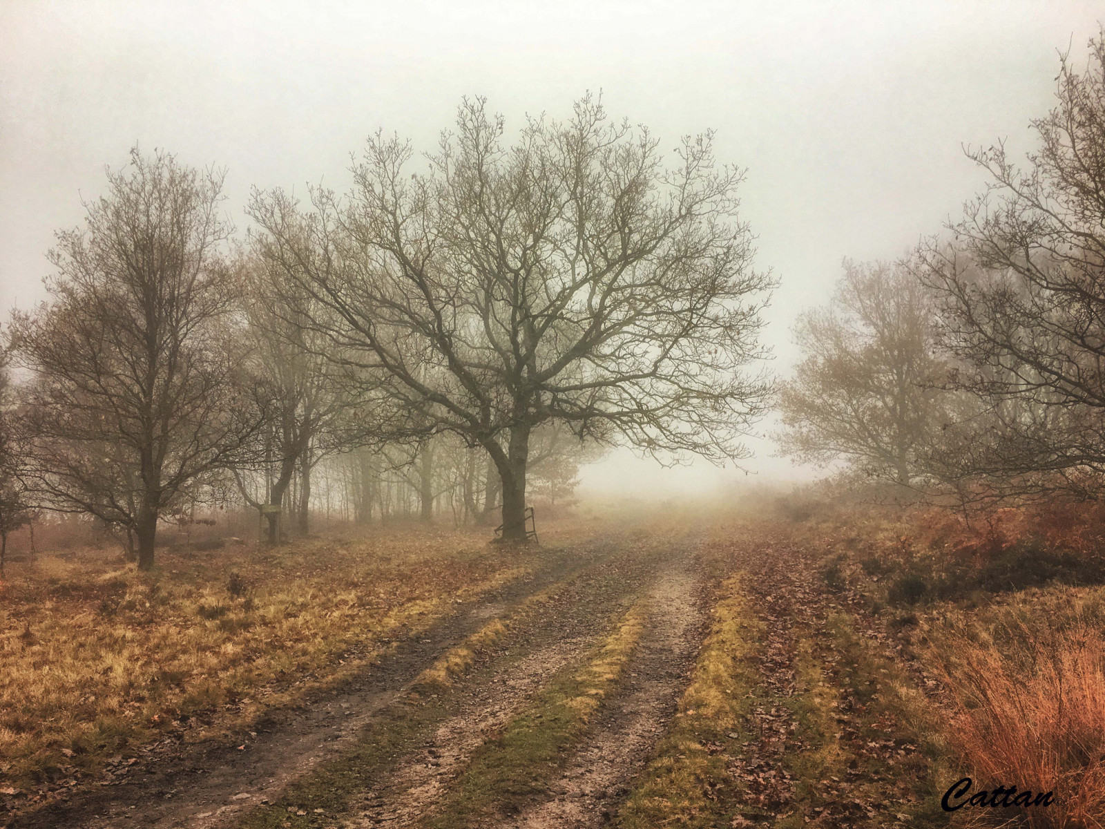 parco, prenotare, travelblogger, Inghilterra, gentleshawcommon, nebbioso, travelphotography, traveltuesday, viaggio, albero, natureperfection, naturephotography, natura, landscapephotography, paesaggio