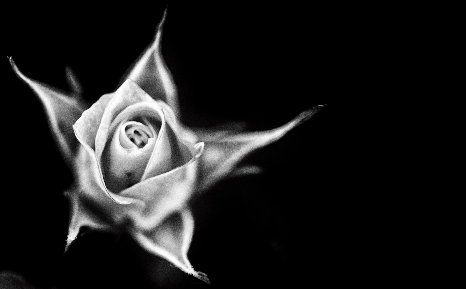 svart, monokrom, fotografering, rose, blomst, anlegg, flora, mørke, petal, skrivebordsbakgrunn, svart og hvit, monokrom fotografering, nærbilde, makrofotografering, fortsatt liv fotografering, rosefamilien, rose orden, organisme, sisko1235711, stock photography