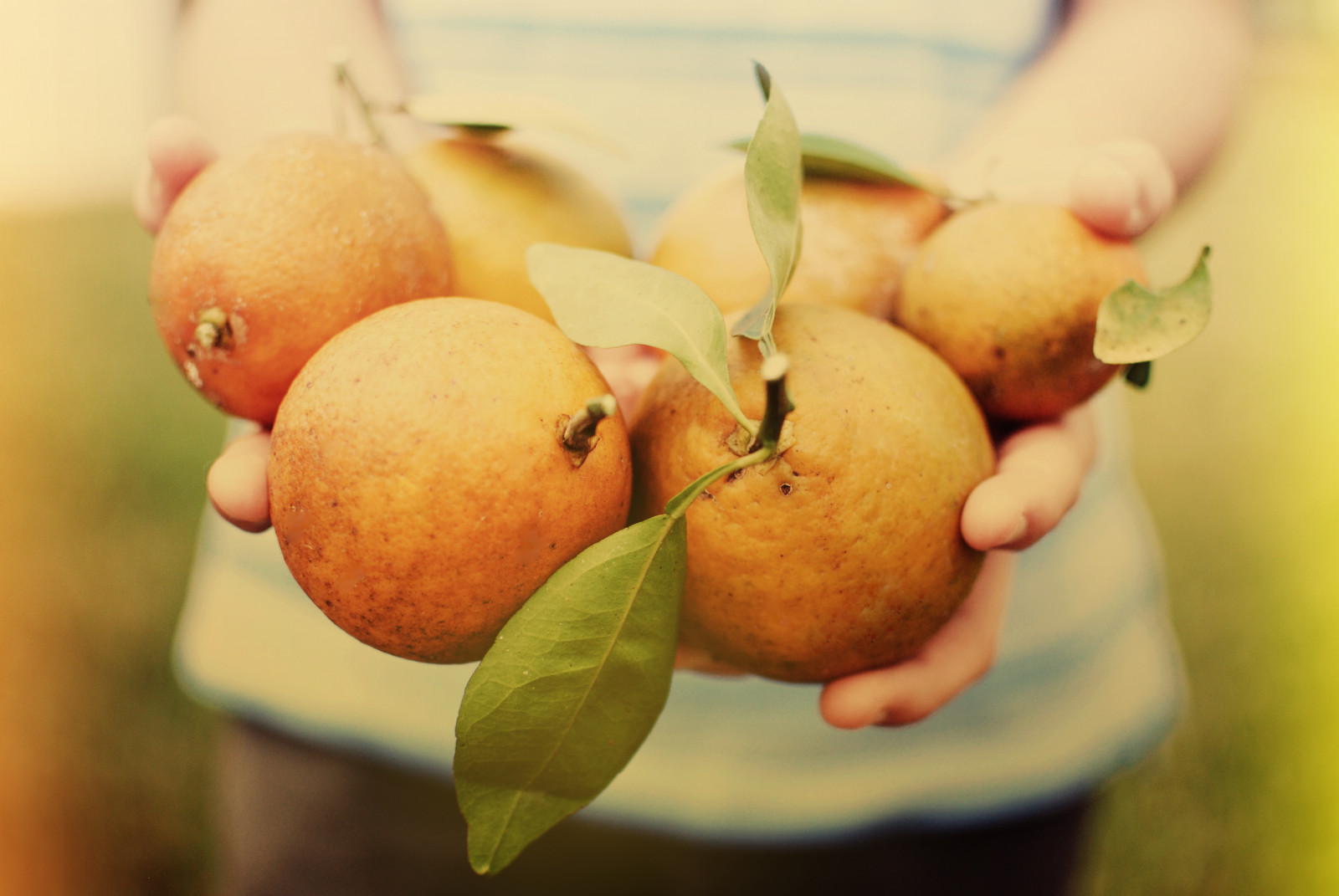 le foglie, cibo, frutta, Florida, agrume, Mela, pianta, arance, Pera, produrre, impianto di terra, pianta fiorita, albero da frutta