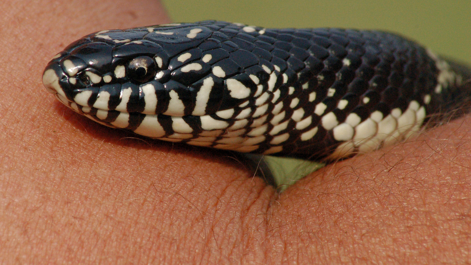 plaz, zmenšen plazů, had, fauna, terrestrial animal, Kingsnake, had, Colubridae, organismus, Hognose snake