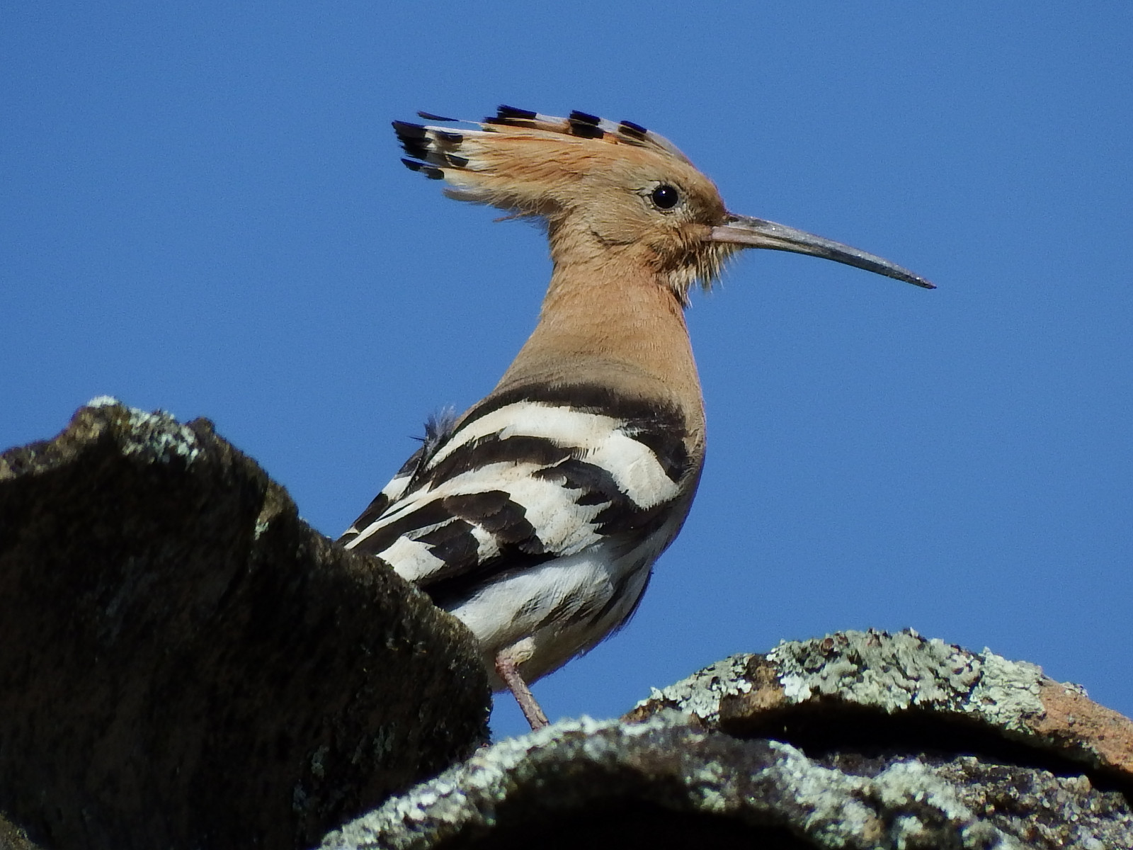 selvaggio, naturaleza, uccello, natura, uccelli, fauna, Foto, natura, Natureza, avesemportugal, aves, fotografia, birdwatching, Poupa, upupaepops, upupa, Bico, avifauna, birdwatcher, ASAS, biologia, ecologia, Zoologia, Wiedehopf, Biosfera, Osserva o, upupa, Abubilla, faunaib rica, ornitologia, Birdsoftheworld, biodiversidade, Upupidae, Huppefasci e, Ecosfera, fantasticnature, avesemliberdade, Bucerotiformes, Ecosistema, Uccelli europei, fotografiadenatureza, fotografiadeaves, Mondobirds, Avesdomundo, Birdinwild, Westernpaleartic, Birdineurope, Paleartico, Osserva oaves