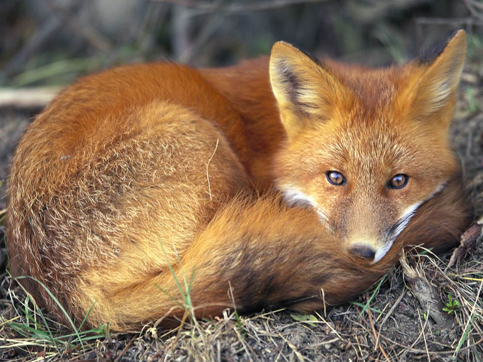 Wallpaper : fox, lying, rest, warm 1600x1200 - wallpaperUp - 1048327 ...