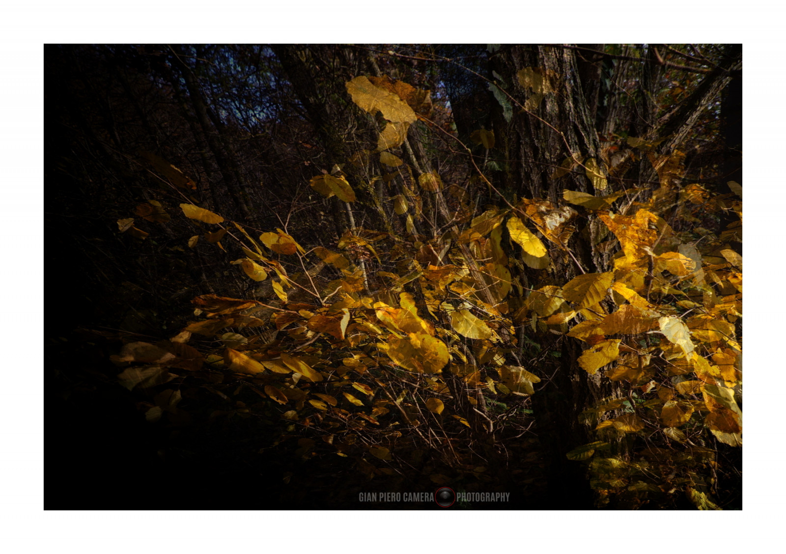 malování, listy, Itálie, abstraktní, větev, vítr, GIMP, světlo, éterický, strom, hloubka pole, podzim, stíny, list, Italia, blackbackground, štika, autunno, textury, nikond80, goldenlight, karetní hra, piemonte, půda, foglie, moderní umění, darkbackground, darktable, Vento, Monferrato, vinětace, thebestyellow, lightandshadows, profondit dicampo, abstraktní, opensource, svobodný software, lucieombre, Trame, cornicebianca, softwarelibero, digitalprocessing, elaborazionedigitale, lighteffects, effettidiluce, sfondoscuro, tamronsp1750, lucedorata, sfondonero, překrytí, sovrapposizione, etereo