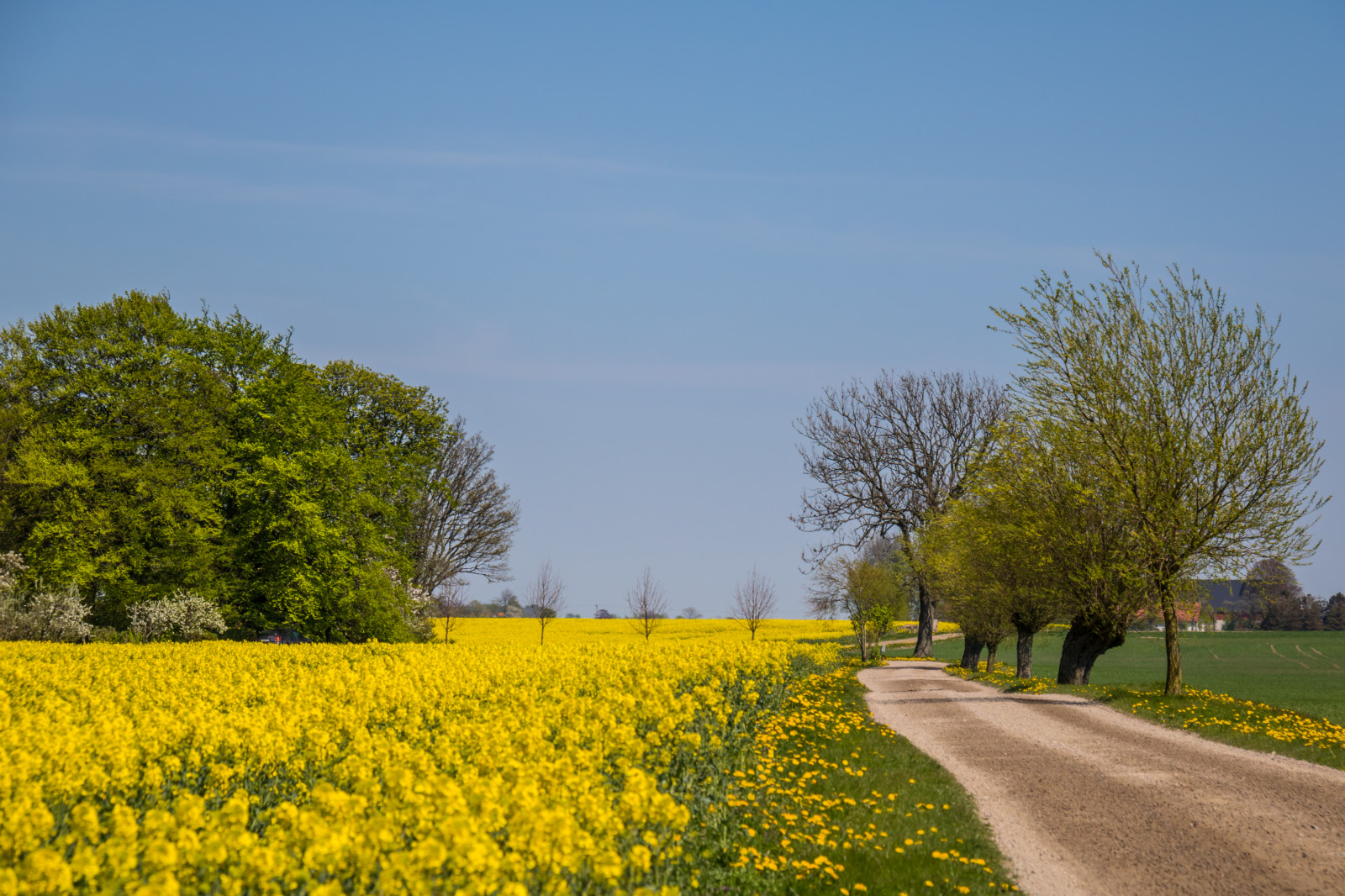 krajina, jídlo, tráva, nebe, pole, silnice, žlutý, hospodařit, horizont, řepkového, strom, květ, rostlina, venkov, landsbygd, v g, nárazy, gul, f lt, s dersl tt, landskap, řepka, zemědělství, louka, prérie, venkov, vyrobit, suchozemská rostlina, kvetoucí rostlina, dřevina, tráva rodina, zeleninový, brassica, hořčice závod