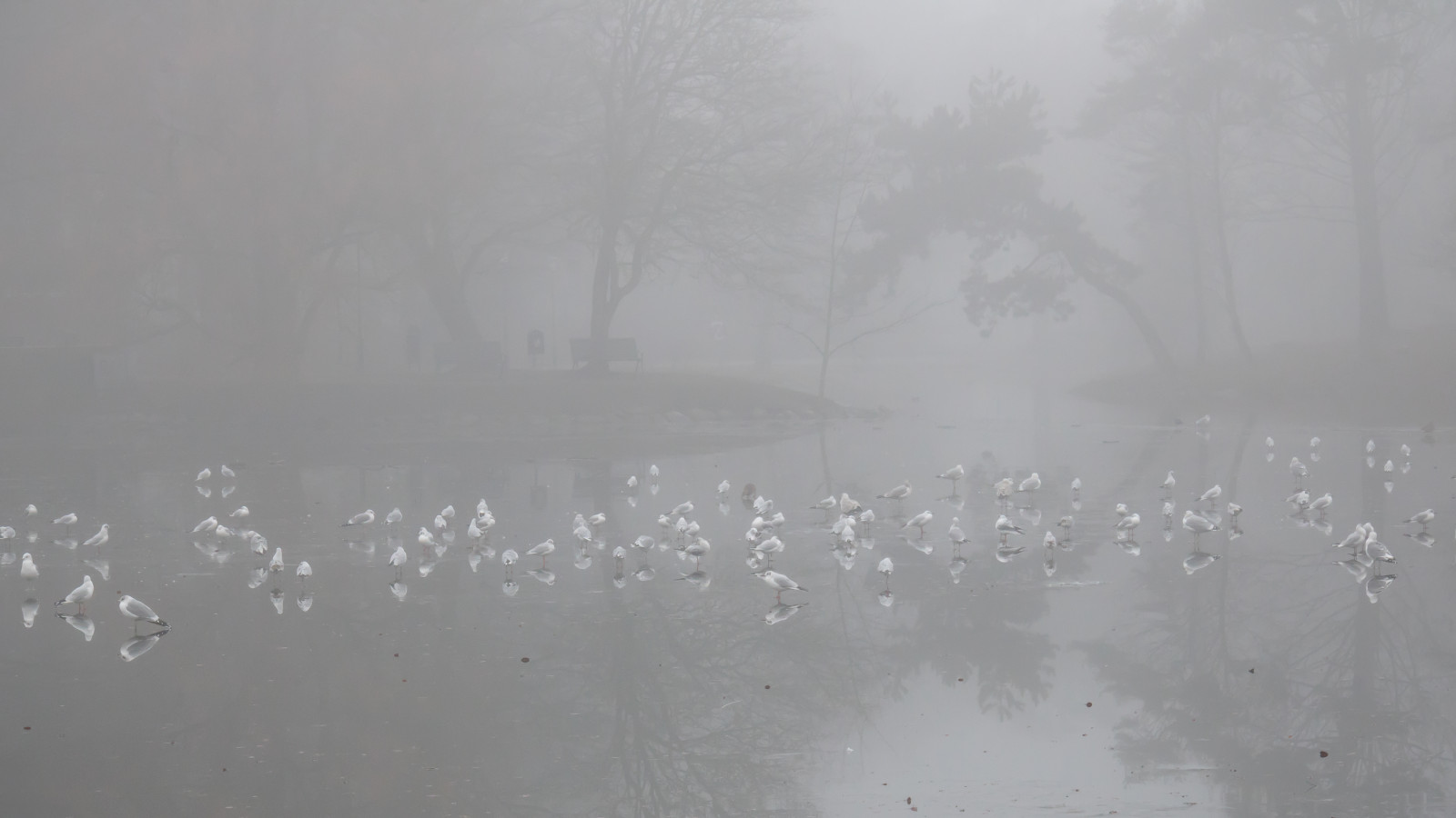 Weiß, einfarbig, Wasser, Betrachtung, Schnee, Winter, Regen, Eis, Nebel, Frost, Einfrieren, Dunst, Baum, Nebel, Wetter, Vogel, Kungsparken, Vatten, Tr d, Kanal, Malmo, F Gel, Reflektion, Kanal, Schneesturm, Atmosphärisches Phänomen, Schwarz und weiß, Wintersturm, Regen und Schnee gemischt