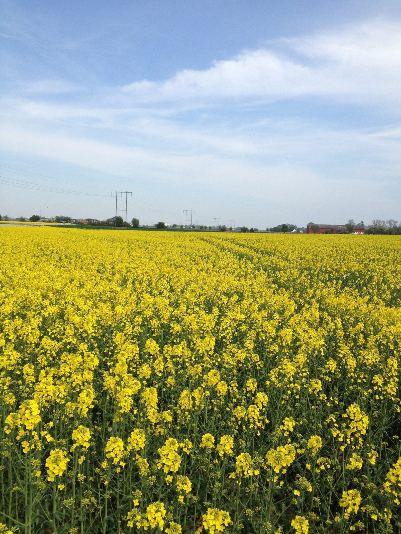krajina, jídlo, pole, žlutý, řepkového, květ, lučina, rostlina, pastvina, řepka, zemědělství, soderslatt, louka, prostý, divoká rostlina, prérie, oříznutí, venkov, vyrobit, suchozemská rostlina, kvetoucí rostlina, ekosystém, tráva rodina, zeleninový, brassica, daisy rodina, hořčice závod, brassica rapa, hořčice a zelí rodina