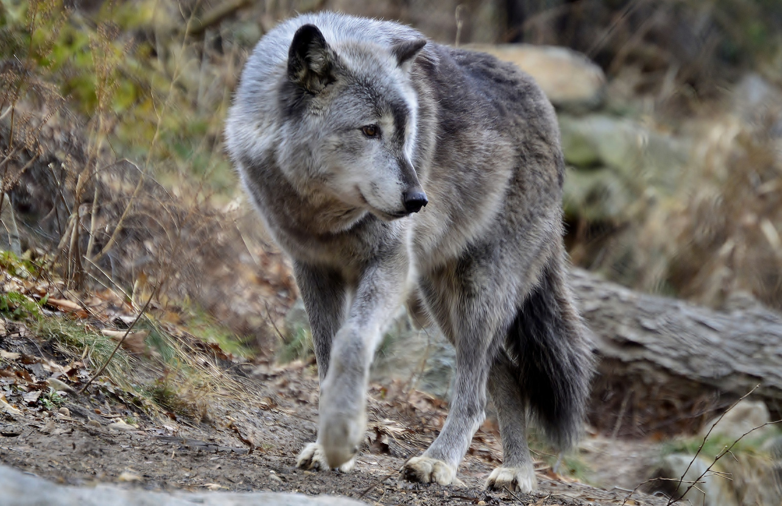 tráva, Volně žijících živočichů, vlk, zoologická zahrada, divočina, kojot, fauna, savec, čenich, pes jako savec, canis lupus tundrarum, red wolf, nationalzoo, Smithsoniannationalzoologicalpark, Canislupus, šedý vlk, Dczoo, terrestrial animal