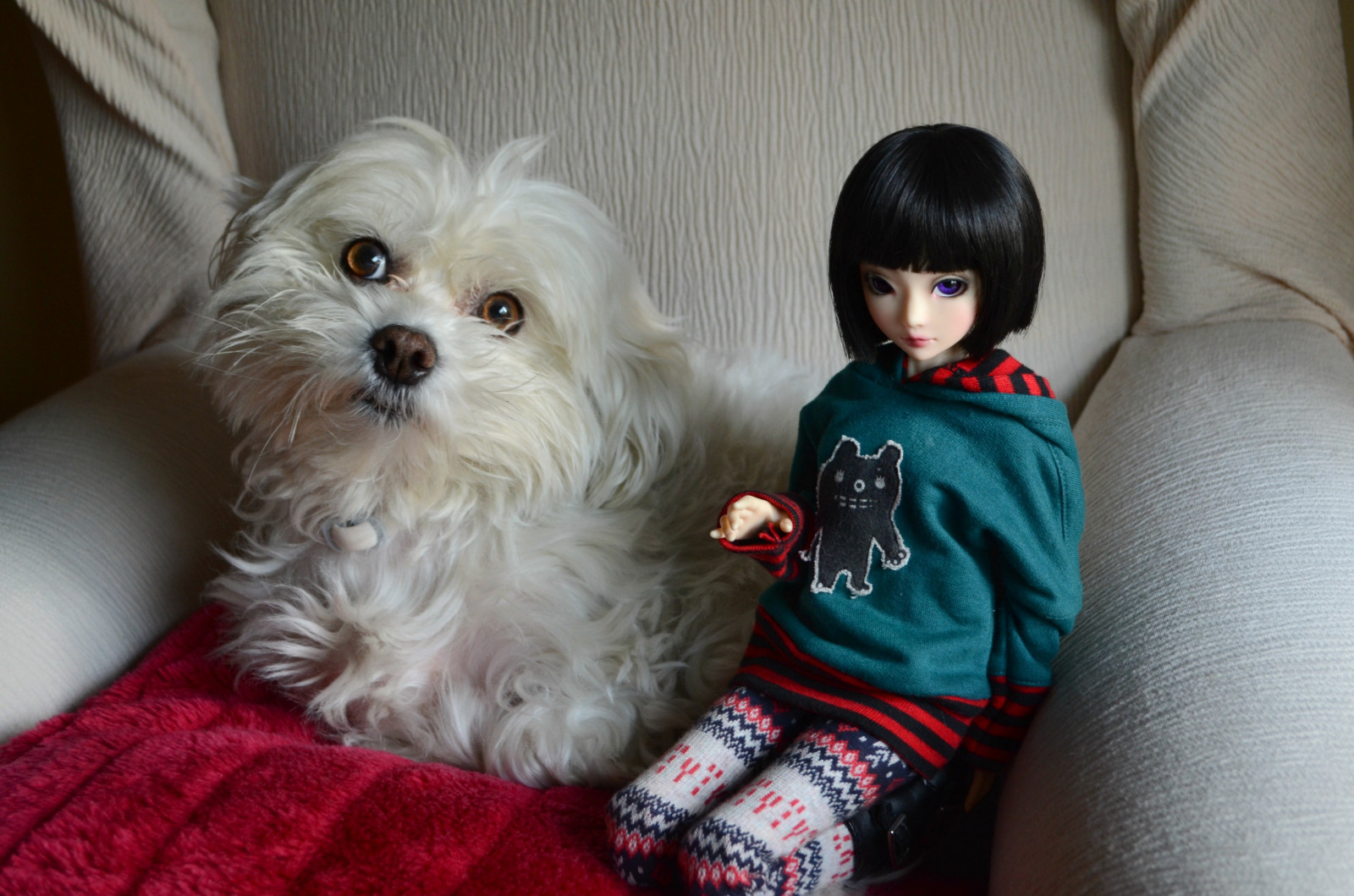 branco, Olhos, roxa, cachorro, pele, bola, boneca, animal, Shih Tzu, nuvem, menina, cachorro, fofo, Bonecas, Bjd, Nube, vertebrado, focinho, Cão, como, mamífero, Cão raça, Carnívoro, Articulado, Souldoll, Bichon, Cruzamentos do cão, Raça cão, resina, Soulkid, maltês, Havanese, amor de cachorrinho, Morkie, Liddell, Enma, Bolonka, companion dog, non sporting group