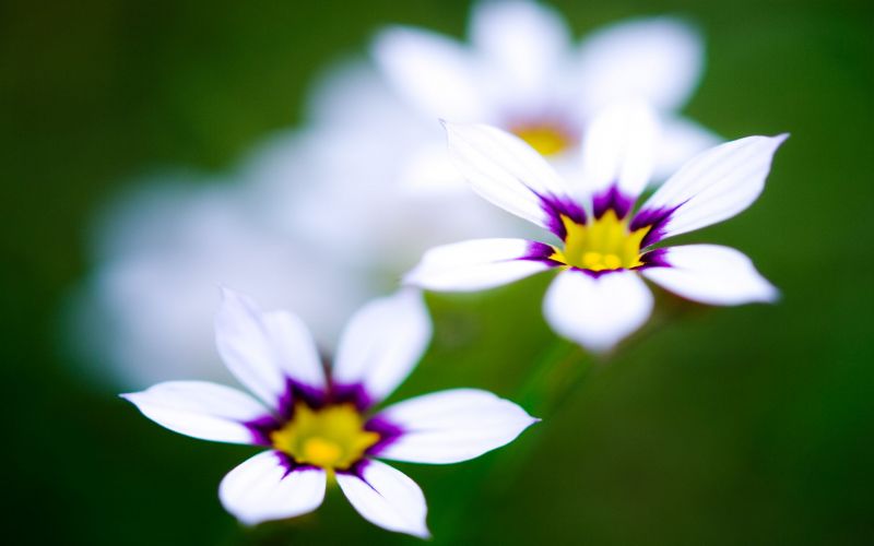 fiori,luminosa,sfocatura,verde