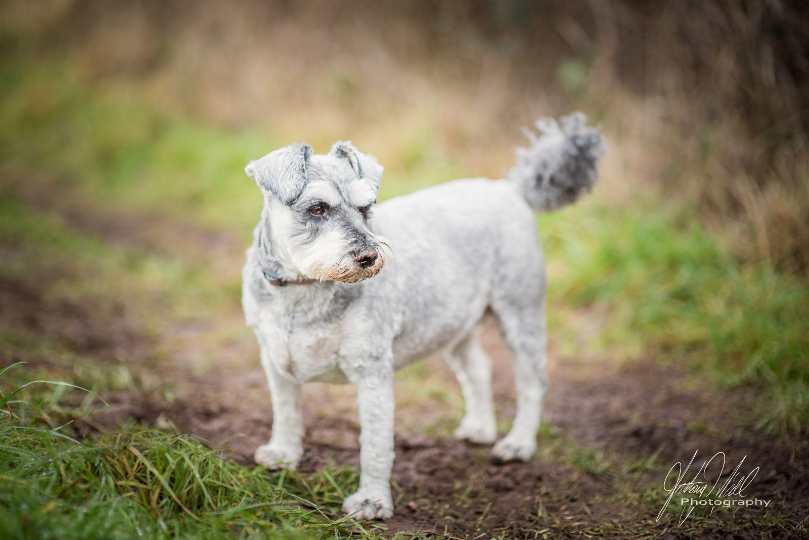 portrét, tráva, detailní, Pes, domácí zvíře, knírač, zvíře, venkovní, štěně, perro, psík, savec, obratlovců, pes jako savec, psí plemeno skupina, psí plemeno