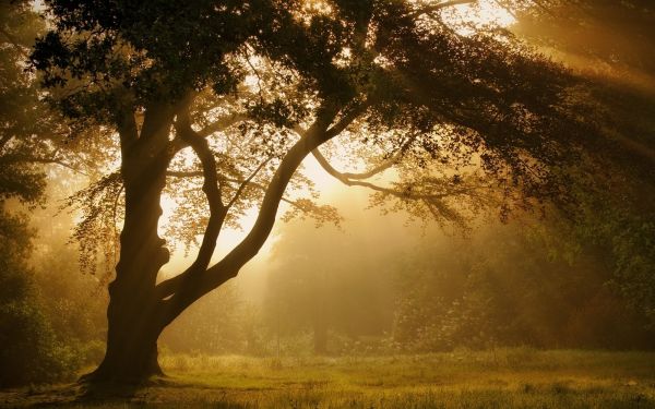 sunlight, landscape, forest, sunset, night, trees