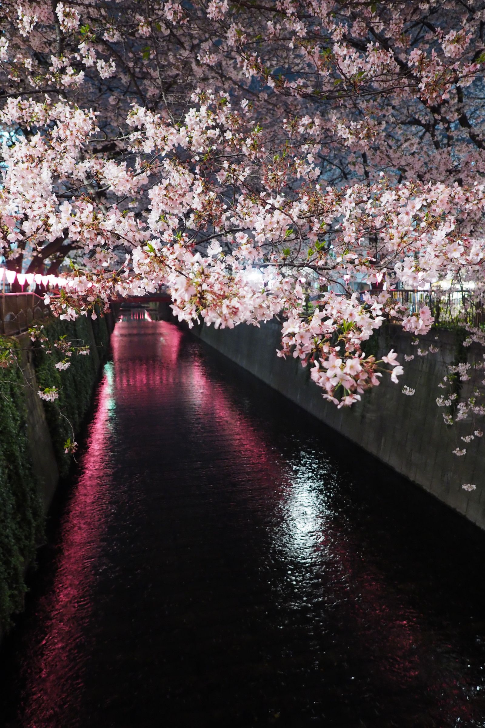 Japan, Ast, Kirschblüte, blühen, Stift, Frühling, Tokio, Olymp, Jp, Baum, Herbst, Blatt, Blume, Pflanze, Jahreszeit, Kirsche, Sakura, Flora, 12mmf20, Mzuiko, Penf, Zuiko, Mzuikodigitaled12mmf20, Kirschblüten, Meouroriver