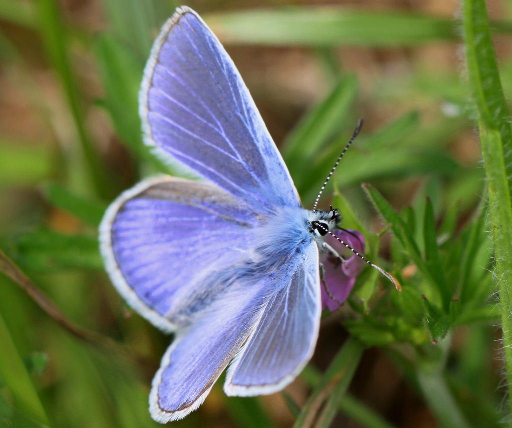 Wallpaper : animals, nature, wings, insect, blue, Canon, bug, flower ...