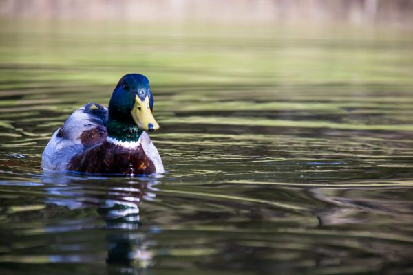 water,nature,reflection,wildlife,duck,spring