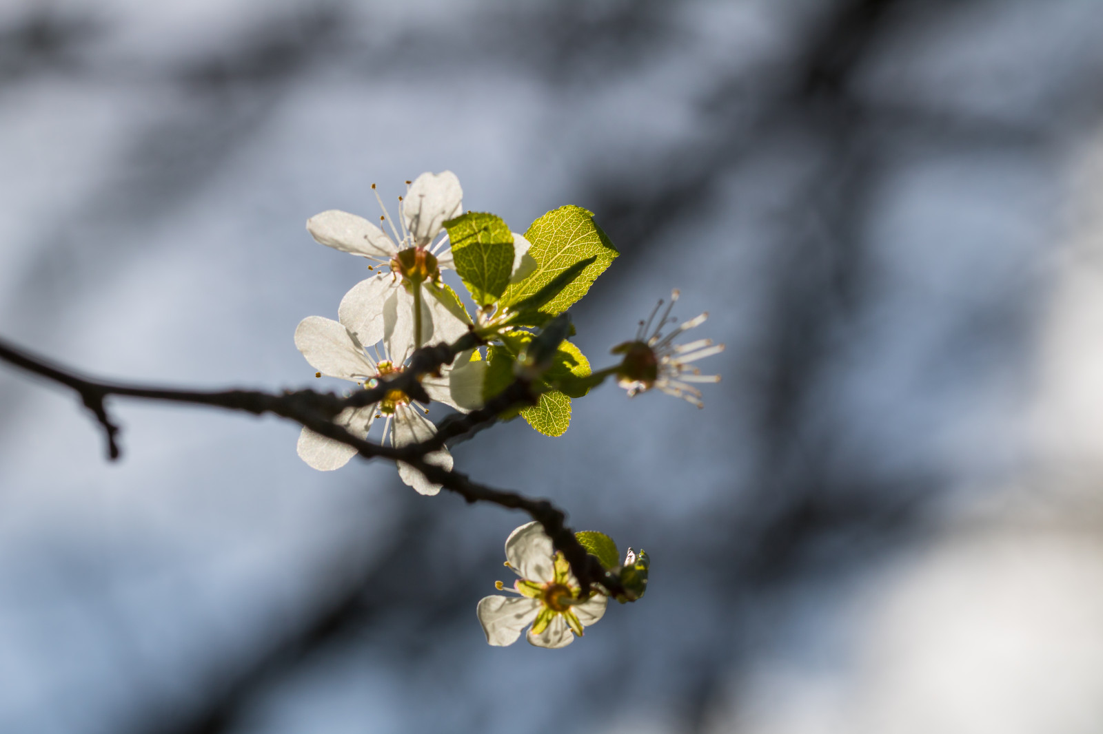 햇빛, 화이트, 식품, 자연, 겨울, 사진술, 분기, 녹색, 노랑, 꽃, 봄, 나무, 잎, 꽃, 식물, 시즌, cherryblossom, 플로라, 싹, 브이, 봄, 알 나프, 블룸, 비티, 야생화, 작은 가지, 생기게 하다, 식물학, 닫다, 매크로 사진, 식물 줄기