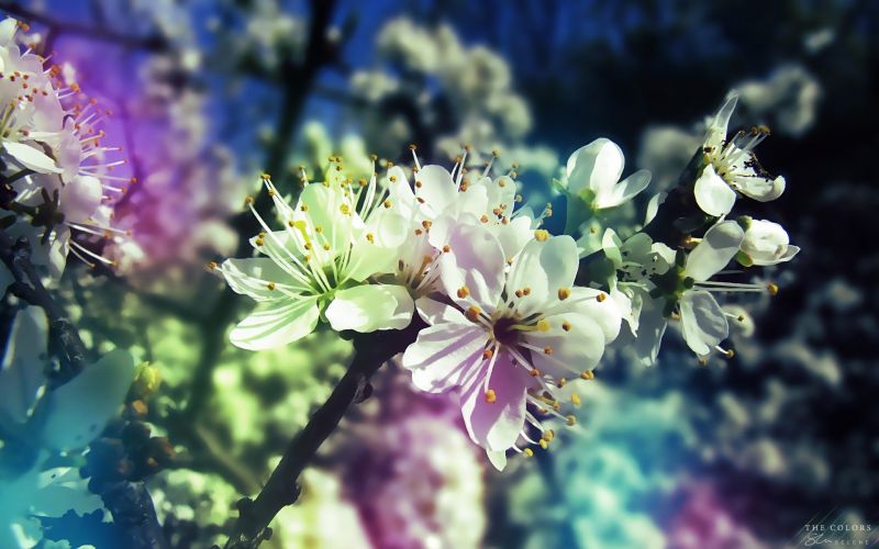 flowers, nature, photography, branch, sunlight, pollen flowers, nature, photography, branch, sunlight, pollen