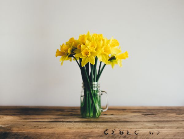 yellow,daffodils,ART,flower,plant,flora