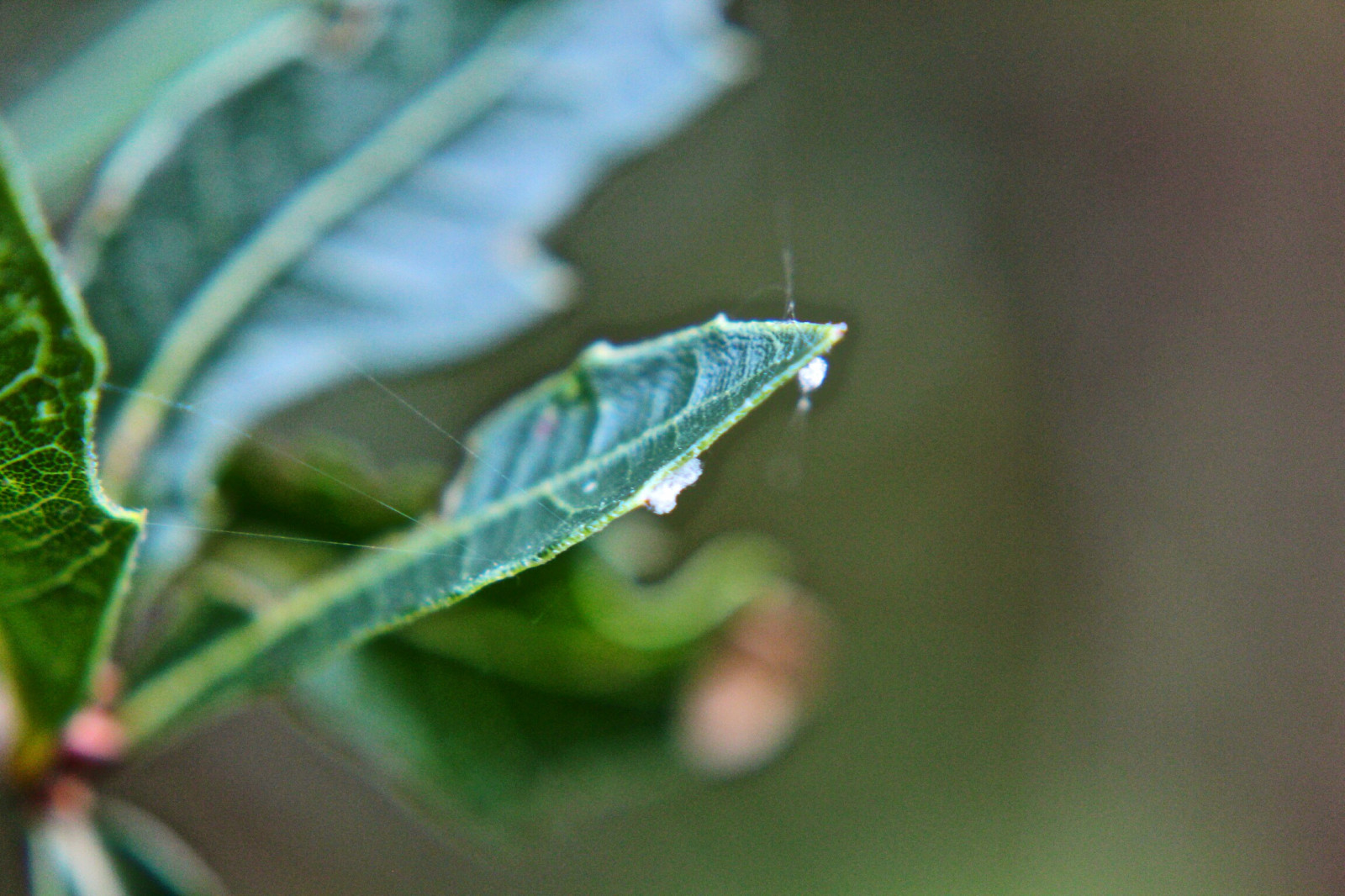 insetto, foglia, fotografia macro, organismo